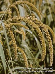 Image result for Setaria italica