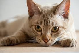 Arriving from australia in 2007, the australian mist is one of our newest breeds, careful breeding progammes are working to create a truly companionable pet. Australian Mist Cat Breed At The Great Cat In History Art And Literature