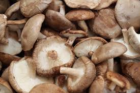 Image result for Lentinus edodes