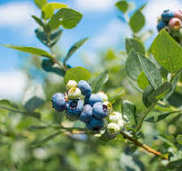 Northern Lowbush Top Hat Blueberry Bush