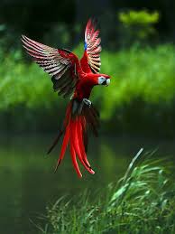 Pin On Aves