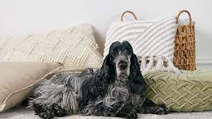 She should be under 20lbs when fully grown. English Cocker Spaniel Full Profile History And Care