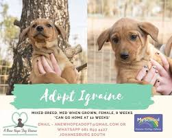 Our fees range based on vetting, and other expenses incurred in the rescue process. Some Of The Cutest Faces Around Looking A New Hope Dog Rescue Facebook