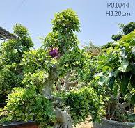 Fujian Ficus Supplier With Different Size Ficus Shima Root ...