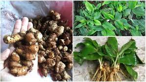 Khasiat bawang putih untuk wanita dan untuk lelaki akan dikongsikan melalui artikel ini. 7 Khasiat Cekur Kencur Kaempferia Galanga Petua Kesihatan Kegunaannya