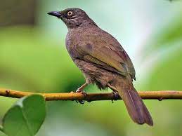 Olive Winged Bulbul Pycnonotus Plumosus Birds Of The World In 2021 Bulbul Bird Species Species