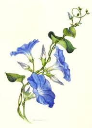 Best 25 Morning Glory Tattoo Ideas On Pinterest Hummingbird Morning Glory Vine Vine Drawing Flower Drawing Morning Glory Tattoo