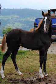 Epingle Sur Cheval