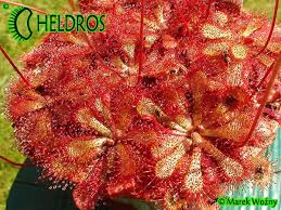Image result for Drosera natalensis