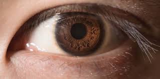 Image result for Pupil