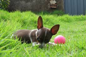Ultrasonic collars or devices emit an unpleasant sound in a range only dogs during that time regular pet plastic water bottles have maintained a reputation as safe, at least as far as human health is concerned. Pet Safe Pest Control Tips Every Pet Owner Needs To Know