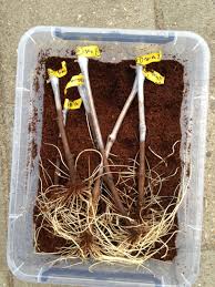 Image result for grapevine cuttings