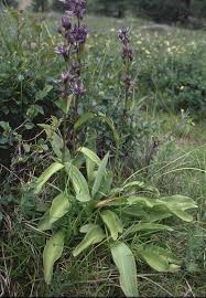 Image result for Swertia welwitschii