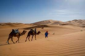 Using headphones is also a good option for you to focus better. Experience Camel Riding In The Sahara Desert Morocco