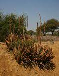 Image result for Aloe welwitschii