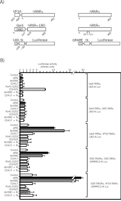 Hindermann won four medals at the 2006 european women's artistic gymnastics championships in the junior category: Control Of Retinoic Acid Receptor Heterodimerization By Ligand Induced Structural Transitions Journal Of Biological Chemistry