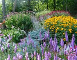 Perennial flowers are plants that persist to grow and bloom for many growing seasons. Perennial Flowers Plants For Sale On Long Island