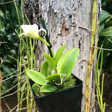 Image result for Lankesteria alba