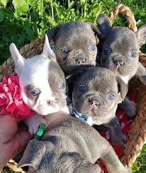 Also available in ohio & chicago all of our gorgeous puppies come from akc registered parents. Outstanding Adorable French Bull Dog Puppies For Sale Home Facebook