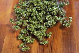 Oregano A Commonly Used Herb Herbs Oregano Recipes Oregano