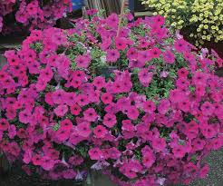 Rich deep color all over compact, very versatile plants transforms the garden or container into a. Petunia Tidal Wave Purple T T Seeds