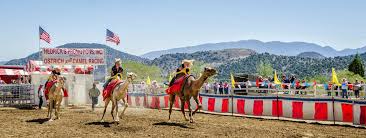 Half a century after hollywood director john huston raced astride a camel and won in virginia city, nev., international camel races has evolved into the premiere event in town. Local Guides Connect Virginia City Nevada Camel And Ostrich Races Local Guides Connect