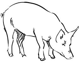 How To Draw A Pig Sketchbook Challenge 7 Sketchbooknation Com Sketchbook Challenge Realistic Drawings Pig Illustration