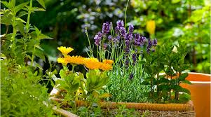 Image result for garden