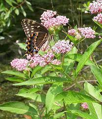 The female monarch will lay eggs on the not only do milkweed plants act as a host for the monarch butterfly but they provide nectar for other and don't forget to pat yourself on the back for saving the planet one native plant at a time. Asclepias Milkweed