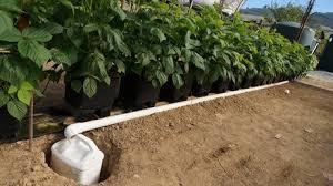 Expect the soil itself to possibly prevent water from being absorbed. Drainage One Of The Most Important Factors In Choosing The Right Pots
