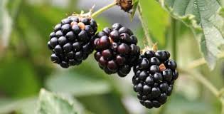 They are usually called berry bushes or 'soft fruits', because many of them are soft compared to say, an apple. Copenhagen Will Plant Fruit Trees Across The City Smartgreen Post News About The Environment