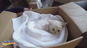 Donmak Uzere Olan Kedi Yavrusunun Hayata Tutunusu Aglatir Izlesene Com