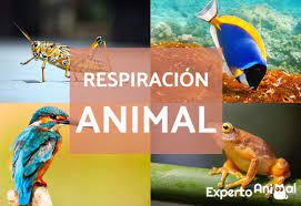 Todos los animales vertebrados terrestres respiran por medio de los pulmones. Tipos De Respiracion Animal