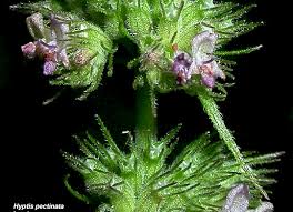 Image result for Mesosphaerum pectinatum