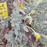 Image result for Hertia