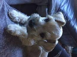Toy schnauzers are 11 or less in height and their weight varies. Pin On Schnauzers