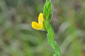 Image result for Zornia pratensis