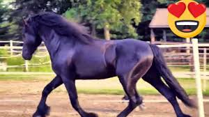 Jun 29, 2021 · to compost horse manure, start by building a compost bin that allows your pile to be 3 feet high and wide. Amazing And Beautiful Horse Playing Youtube