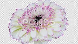 Time Lapse Of Opening White Red Gerbera Flower With Alpha Channel Stock Footage White Red Opening Time Gerbera Flower Gerbera Flowers