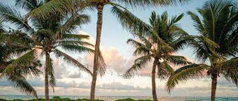 We practice saftey protocols mandated by the state of california. Noka Beach Noka Fair North Kapaa Kauai S Top Shopping Destination