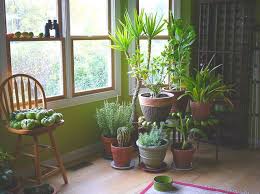 10 Plantes Depolluantes Pour Une Maison Saine Plantes Depolluantes Plante Interieur Plante