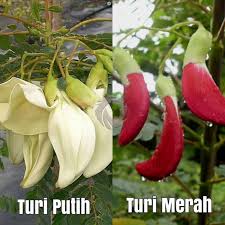 Daun putri malu kok dikonsumsi. Kembang Turi Untuk Kesehatan Ini Manfaatnya Faktualnews Co