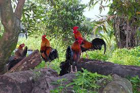 Ayam laga yang bagus harus memiliki mental dan juga tubuh yang berbobot dan ideal serta akan lebih baik jika ayam selalu. Ayam Kampung Ilhamaku