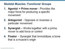 Other examples are muscles of the arm that include the term brachii (of the arm). Skeletal Muscles Functional Groups Skeletal Muscle Muscle Body Muscle