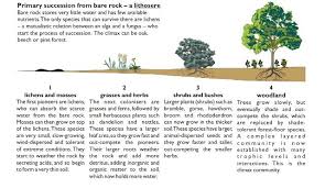 A Lithosere Biology Units Biology Primary Succession