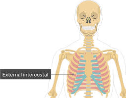 Of the remaining five ribs, which are called false, the first three have their costal cartilages connected to the cartilage above them. External Intercostal Muscles