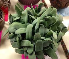 Las gasterias se mezclan fácilmente con los aloes (de donde se obtienen los gasteraloes híbridos). Ficha De Las Gasteria Las Suculentas Mas Faciles De Cuidar Ciber Cactus