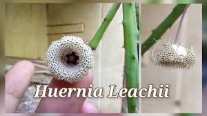 Image result for Huernia leachii