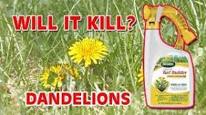 We did not find results for: Scotts Liquid Turf Builder Weed Control Will It Kill Dandelions Youtube