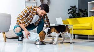 30 minute visit to feed pet, pick up post, let out or put pet away for the night. Pet Care Start Ups In City Offer Home Delivery Online Vet Consultation During Lockdown Cities News The Indian Express